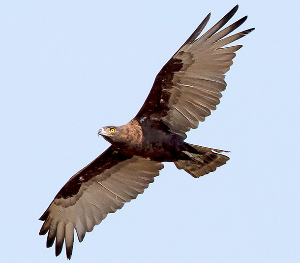Brown Snake Eagle in flight